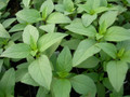 Lime Basil 100 Seeds - Herb