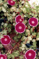 Cameo Elegance Morning Glory - 10 Seeds-Ivy Like Leaves