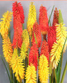 Red Hot Poker Flamenco 30 Seeds - Perennial