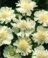 Scabiosa White Perfection 25 Seeds - Perennial