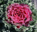 Nagoya Flowering Rose Kale 25 Seeds - Biennial