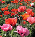 Pizzicato Mixed Poppy 100 Seeds
