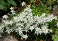 Edelweiss 100 Seeds - Leontopodium alpinum - Plant the Sound of Music