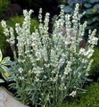 Ellagance/Elegance Ice Lavender 20 Seeds - White Flowers/Fragrant Ellagance/Elegance Ice Lavender 20 Seeds - White Flowers/Fragrant