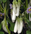 Gretel Eggplant 15 Seeds - 2009 All American Selection Winner