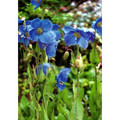 Lingholm Blue Himalayan Poppy 20 Seeds - Meconopsis - Hardy Perennial