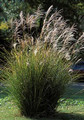 Chinese Silver Grass 25 Seeds - Miscanthus