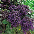 Fragrant Marine Heliotrope 50 Seeds