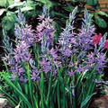 Indian Blue Hyacinth 20 Seeds - Camassia - Perennial