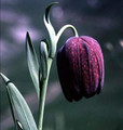 Tube Checkered Lily 10 Seeds - Fritillaria - Perennial