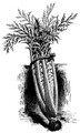 Cardoon 15 Seeds - Edible-Cynara cardunculus - Veggie