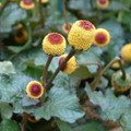Peek a Boo Spilanthes - 10 Seeds