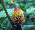 Lemon Drop Spilanthes - 50 Seeds