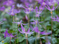 Pagoda Hardy Violet 10 Seeds/Seed - Erythronium Revolutum - SHADE