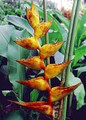 Mayan Gold Heliconia 10 Seeds-Heliconia champneana