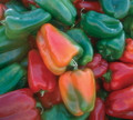 California Wonder Pepper 50 Seeds - Heirloom