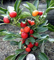 Bay Leaf Mini Pepper 10 Seeds -Mildly Hot- Indoors/Out