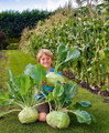 Worlds Largest Kohlrabi 20 Seeds 60+lb
