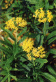 Hello Yellow Butterfly Flower - 20 Seeds - Asclepias - Perennial
