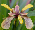 Coral Iris Foetidissima 10 Seeds - Perennial