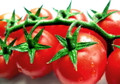 Calypso Tomato - 20 Seeds - High Yields