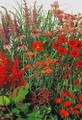Red Perennial Garden 50 Seeds - Tall