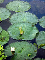 White Lotus 10 Seeds - Nymphaea ampla white - Dotleaf