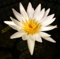 White Lotus 10 Seeds - Nymphaea ampla white - Dotleaf