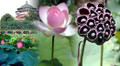 Pink Sacred Water Lily 5 Seeds - Nelumbo nucifera