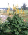 Siberian Rocket 20 Seeds/Seed - Ligularia - Perennial