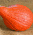 Red October Pumpkin - 10 Seeds - Ornamental & Edible