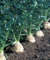 Root Celery 100 Seeds -Celeriac-Rarely Grown - Heirloom