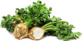 Root Celery 100 Seeds -Celeriac-Rarely Grown - Heirloom