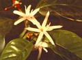 Kona Coffee Bean 10 Tree Seeds -Coffea-Gourmet-Tropical