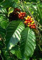 Kona Coffee Bean 10 Tree Seeds -Coffea-Gourmet-Tropical