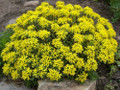 Weihenstephaner Gold Sedum - 50 Seeds