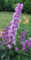 Centurion Rose Delphinium 20 Seeds - Perennial