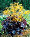 Midnight Lady Rocket 20 Seeds - Ligularia - Perennial
