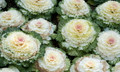Osaka White Flowering Cabbage 25 Seeds - Annual