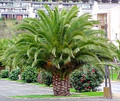 Canary Island Date Palm - Phoenix canariensis - 15 Seeds