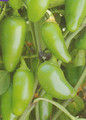 Mild Jalapeno Pepper - 25 Seeds
