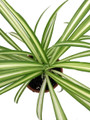 Ocean Spider Plant - 4" Clay Pot for Better Growth - Cleans the Air
