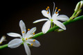 Ocean Spider Plant - 4" Clay Pot for Better Growth - Cleans the Air