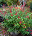 Pineapple Sage - A Favorite for Hummingbirds and You - 3" Pot -  Live Plant