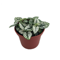 White Splash Polka Dot Plant - Hypoestes - 3.5" Pot - Colorful House Plant