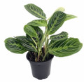 Golden Lemon Prayer Plant - Maranta - 4" Pot - Collector's Series