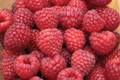 Nova Red Raspberry Plant - Very Hardy - 3.25" Pot