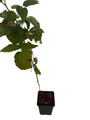Nova Red Raspberry Plant - Very Hardy - 3.25" Pot