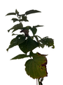 Nova Red Raspberry Plant - Very Hardy - 3.25" Pot