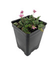Double Pink Fairy Erodium - Cranesbill/Alpine Geranium -2.5" Pot - Fairy Garden
